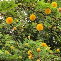 Vachellia farnesiana (L.) Wight & Arn.